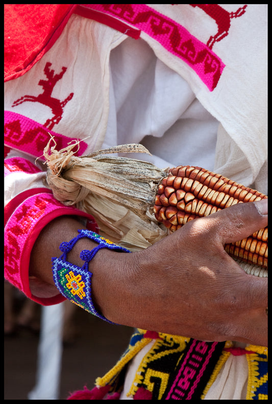 Postal, foto de autor "Huichol con maiz".  Nayarit